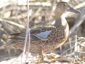 Cinnamon Teal